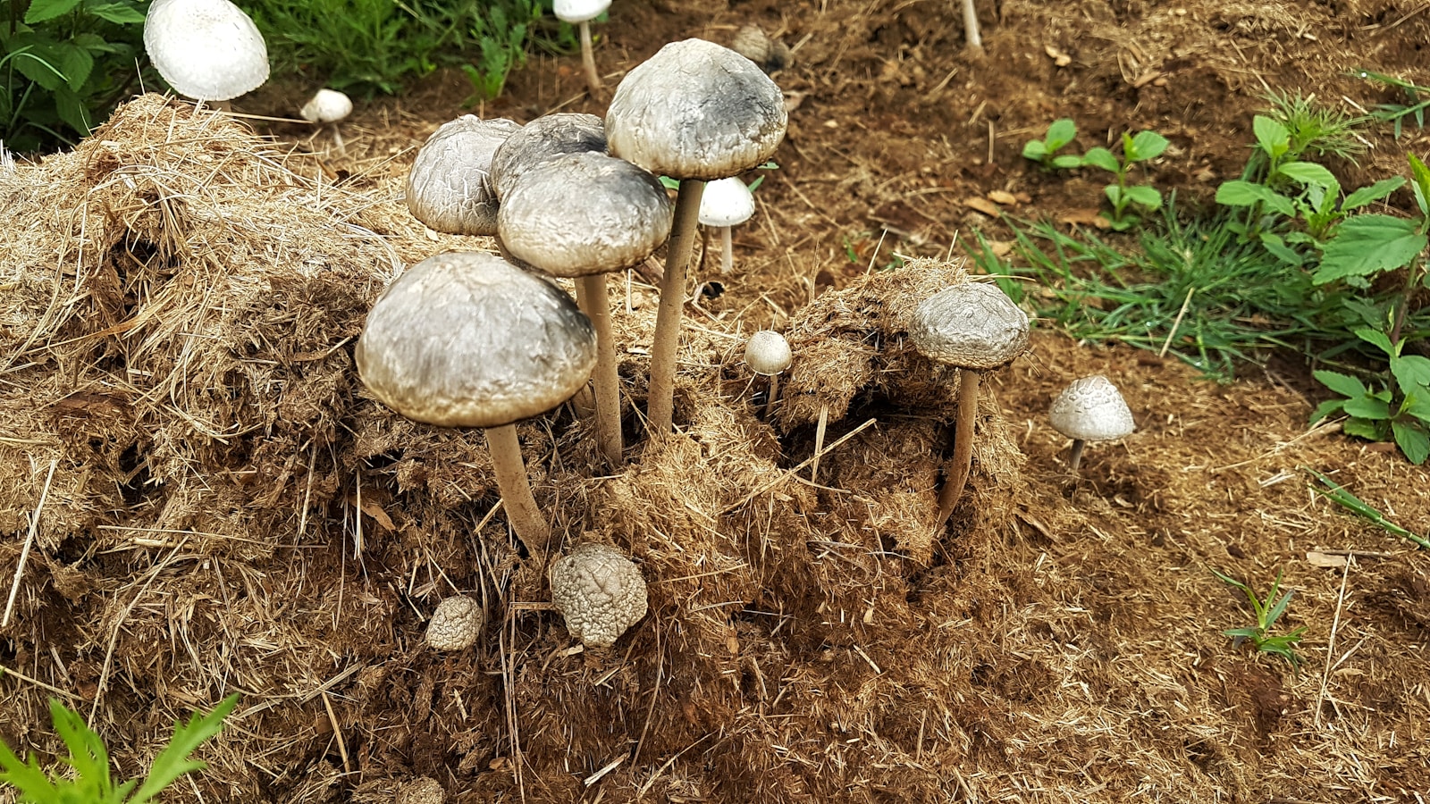 brown and white mushroom on brown dried grass